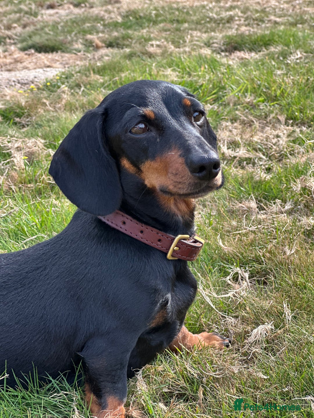 Miniature Dachshund dogs for sale: Two beautiful, sweet natured little boy puppies  - Image 5