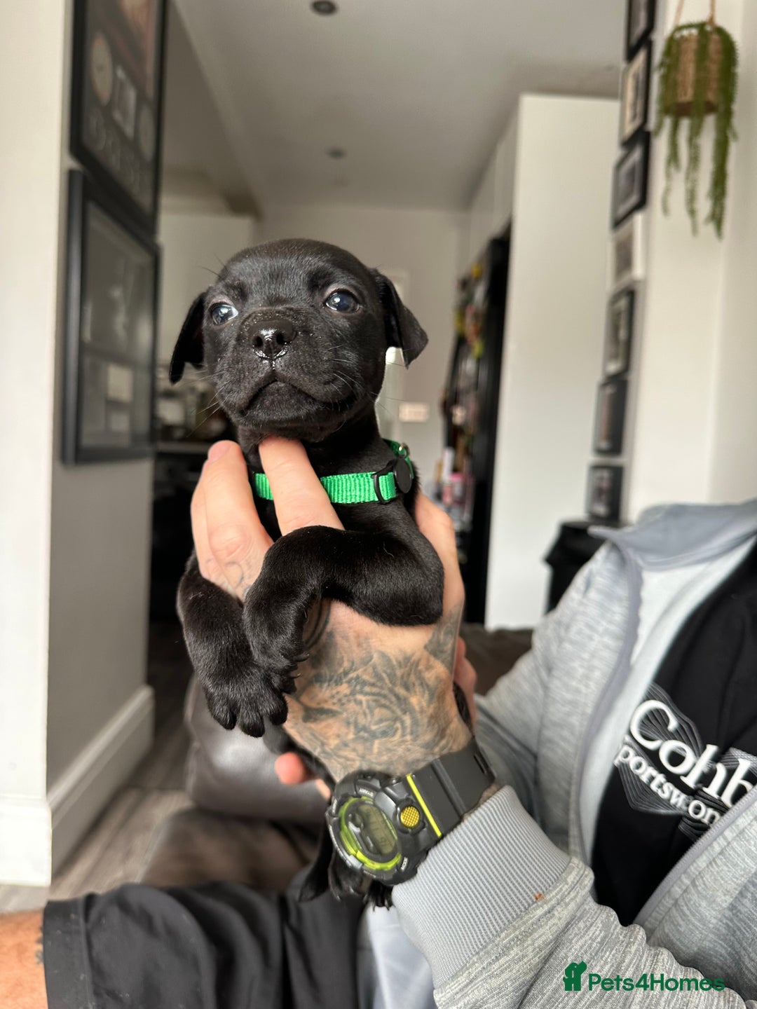 Staffordshire Bull Terrier dogs for sale: 🔥 Stunning Staffordshire Bull Terriers 🔥 - Image 21