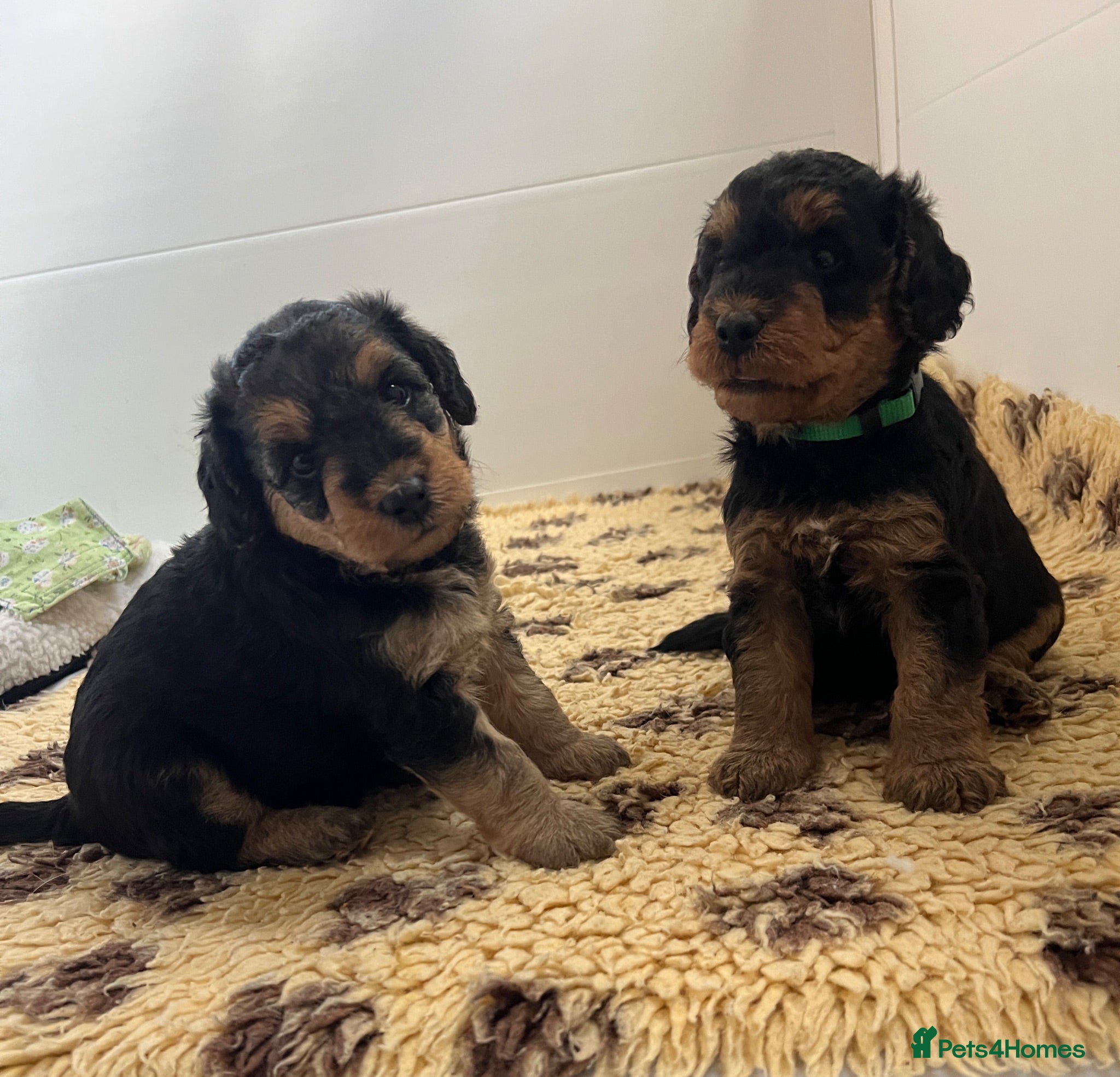 Mixed Breed dogs Airedoodles F1 airedale mum. Phantom poodle dad  - Advert 2