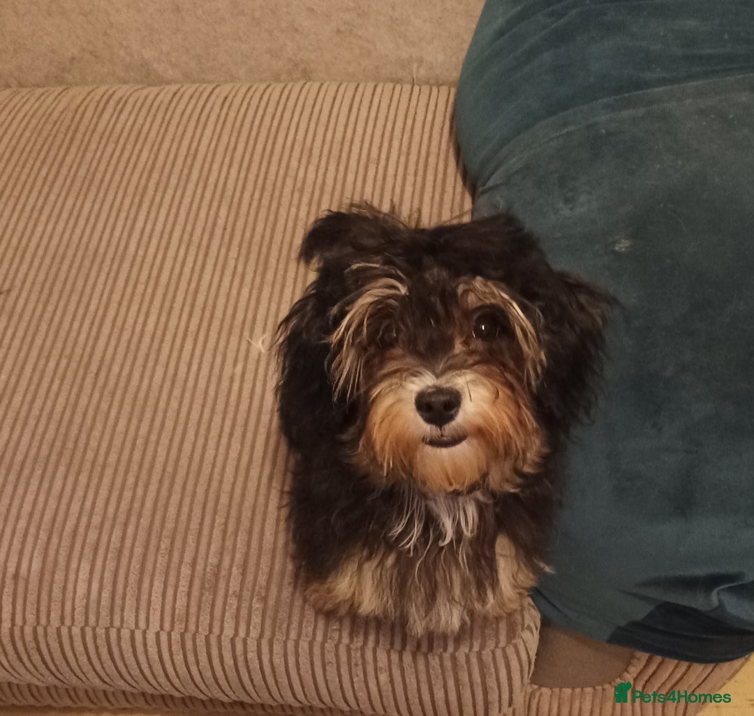 Maltipoo dogs for sale: Beautiful Maltipoo puppies  - Advert 23