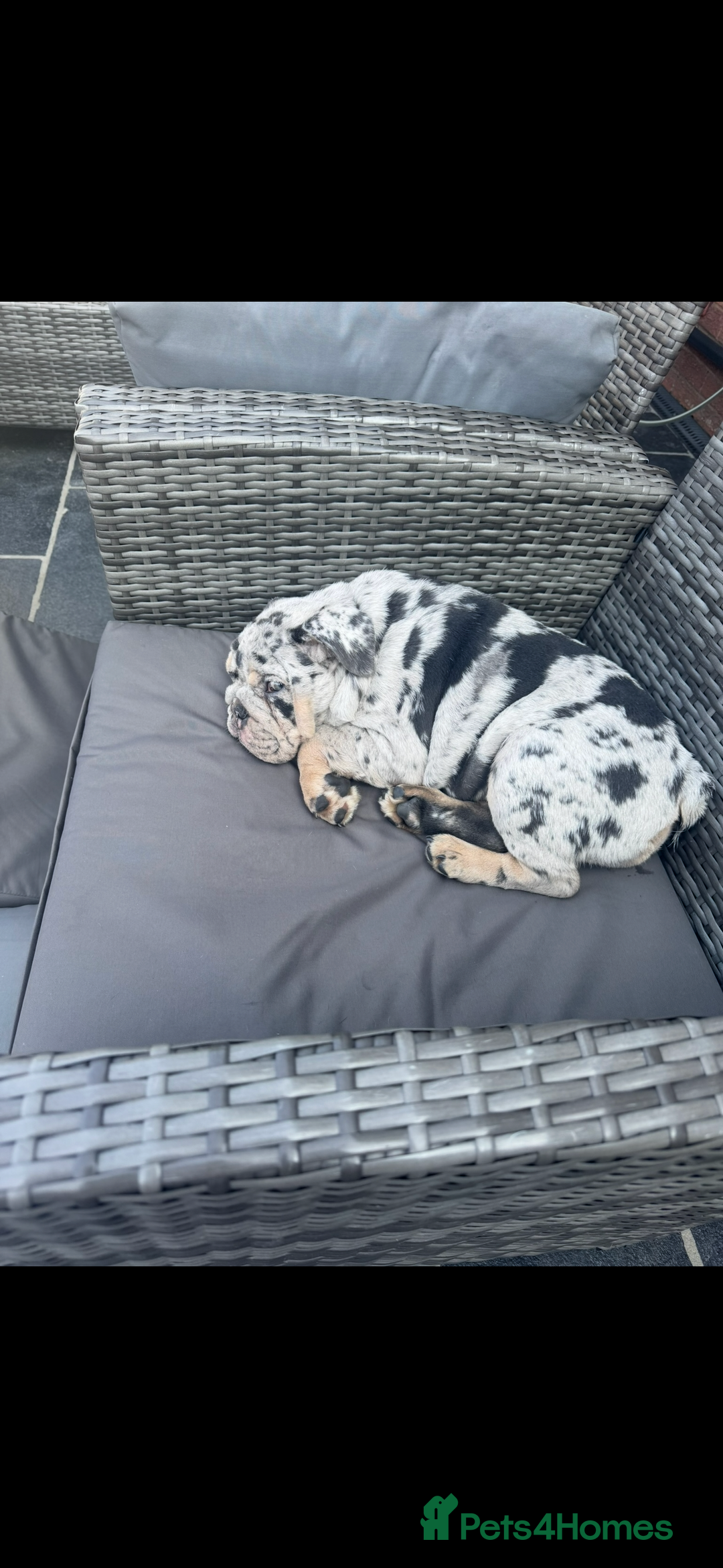 English Bulldog dogs for sale: Grey Merle male english bulldog puppy - Image 6
