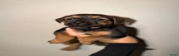 Border Terrier dogs for sale: Border pups  - Advert 3