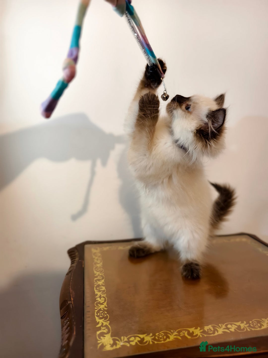 Ragdoll cats for sale: Beautiful Ragdoll Kittens Ready for Sale! - Advert 8