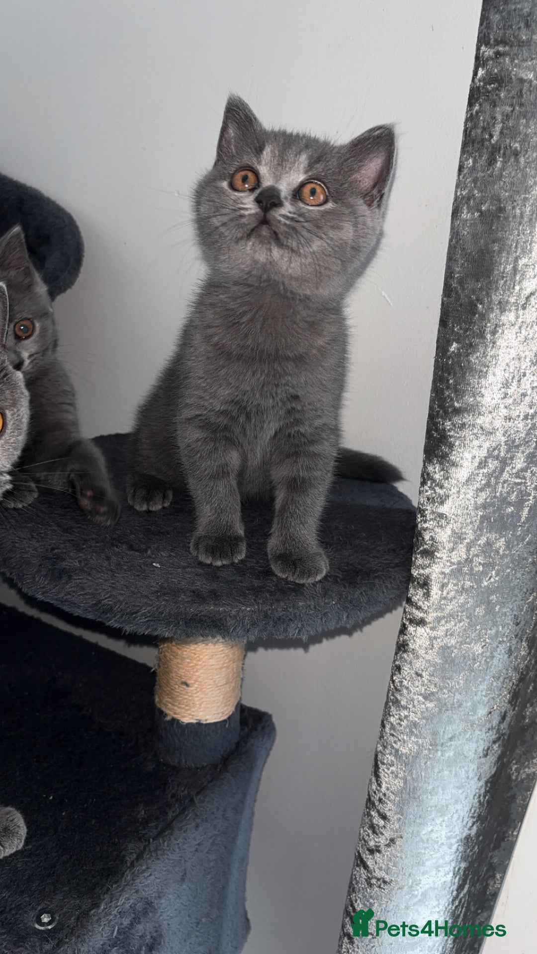 British Shorthair cats for sale: Pure breed British shorthairs  - Image 16