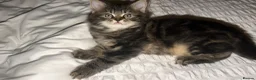 Mixed Breed cats for sale: BEAUTIFUL HOME REARED TABBY KITTENS ready 19/08/26 - Advert 13