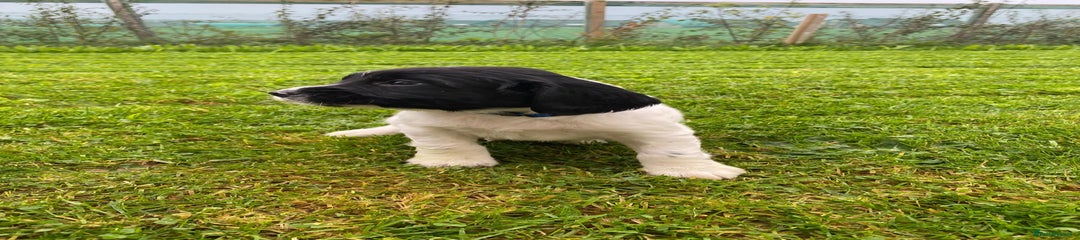 English Springer Spaniel Puppy 2