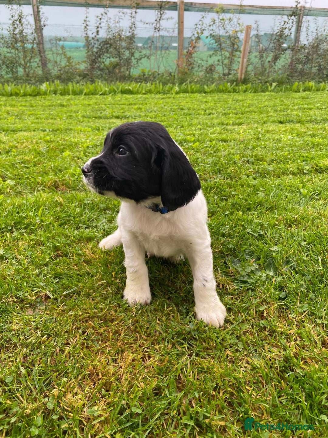 English Springer Spaniel dogs for sale: English Springer Spaniel puppies for sale - Image 4