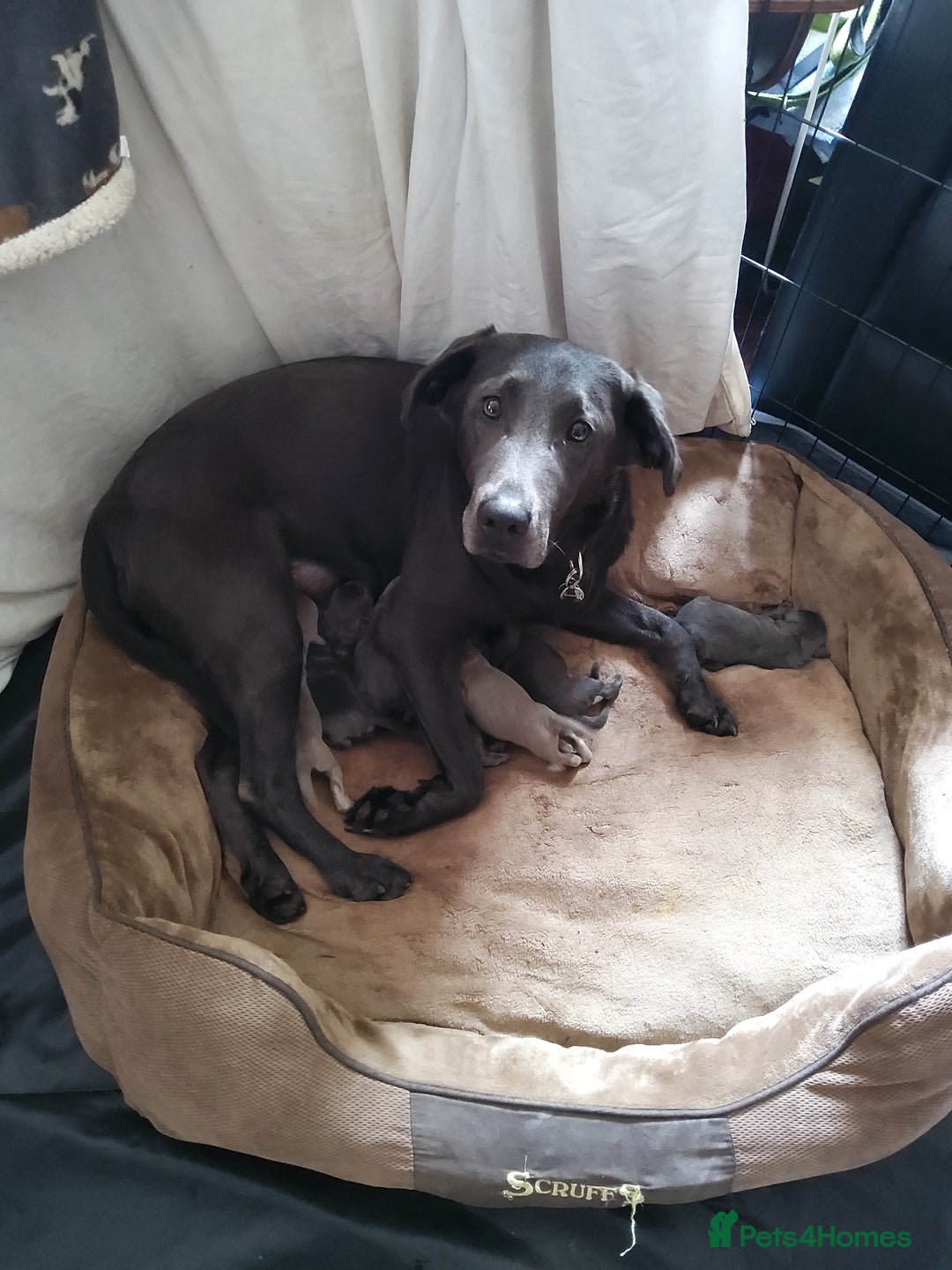 Labrador Retriever dogs for sale: Litter just be born - Image 3