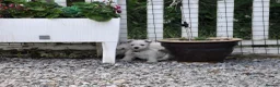 West Highland Terrier dogs for sale: West Highland Terrier Puppy Girls - Advert 17