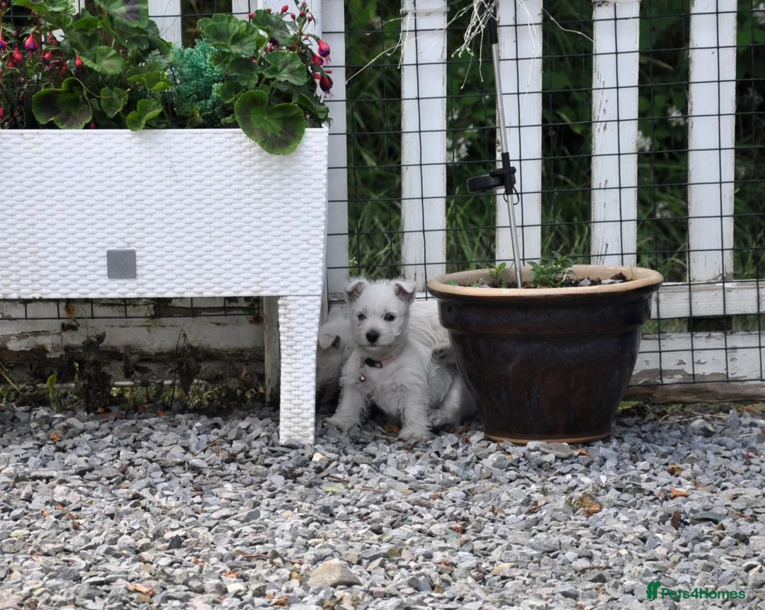 West Highland Terrier dogs for sale: West Highland Terrier Puppy Girls - Advert 17