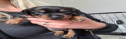 Miniature Dachshund dogs for sale: 3 Stunning Black/Tan Mini Dachshund Girls - Advert 5