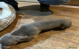 Miniature Dachshund dogs for sale: Stunning rainbow litter mini dachshunds - Advert 31