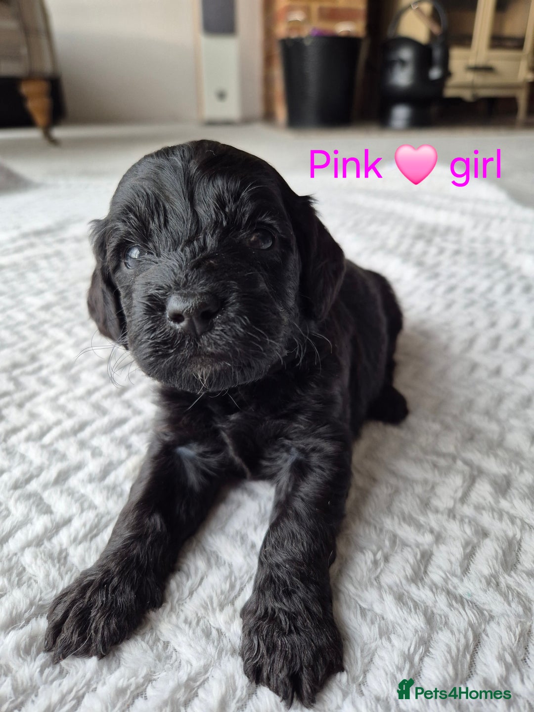 Cockapoo dogs for sale: Gorgeous F2b Cockapoos  - Image 14