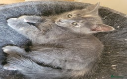 Mixed Breed cats for sale: Gorgeous kittens ready for forever homes - Image 13
