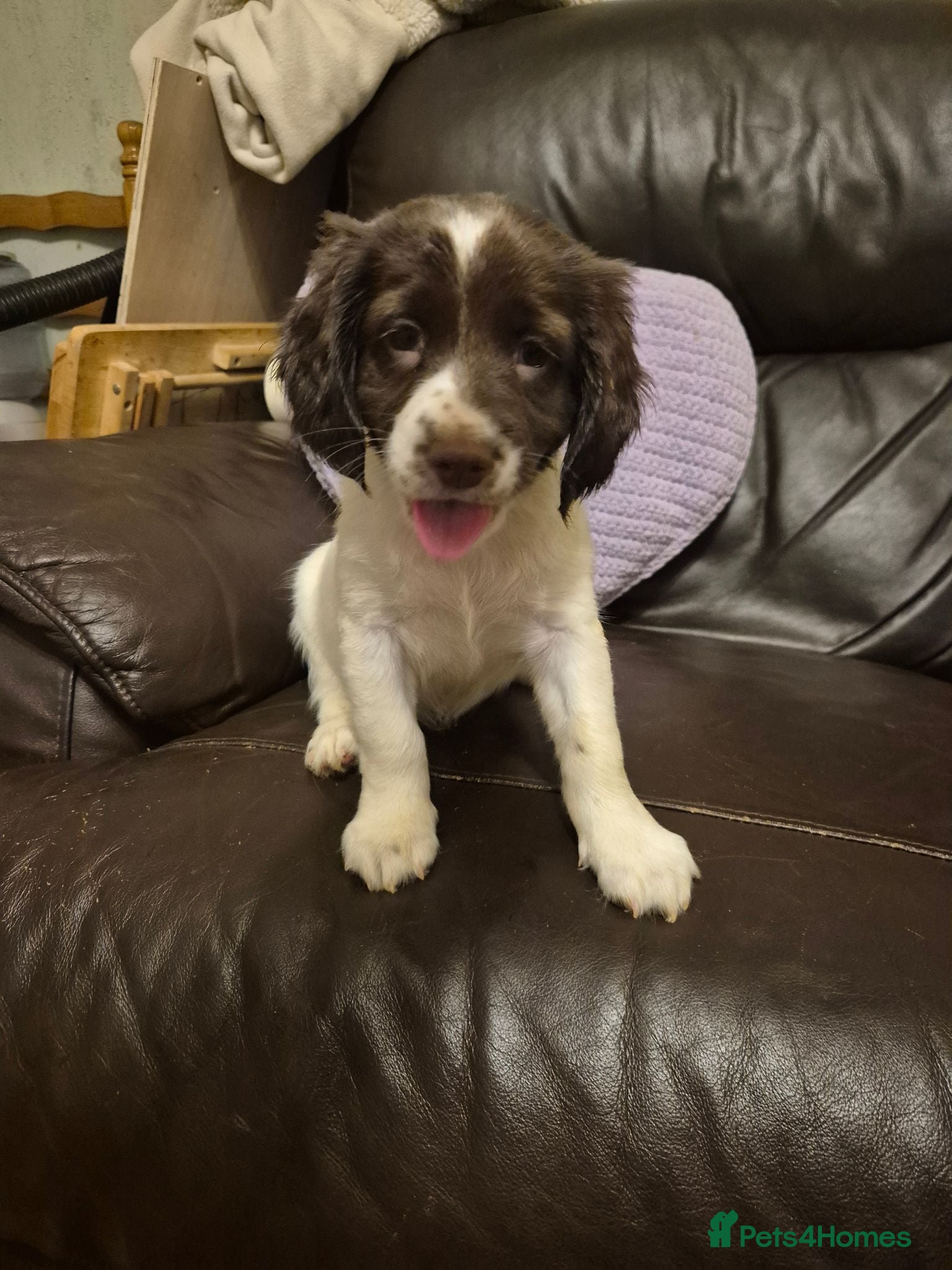 English Springer Spaniel dogs KC Springers, 4 girls, ready this Sunday! - Advert 8