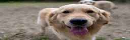 Golden Retriever dogs for stud: Exceptional KC & Tested Golden Retriever For Stud  in Bury Saint Edmunds - Advert 3