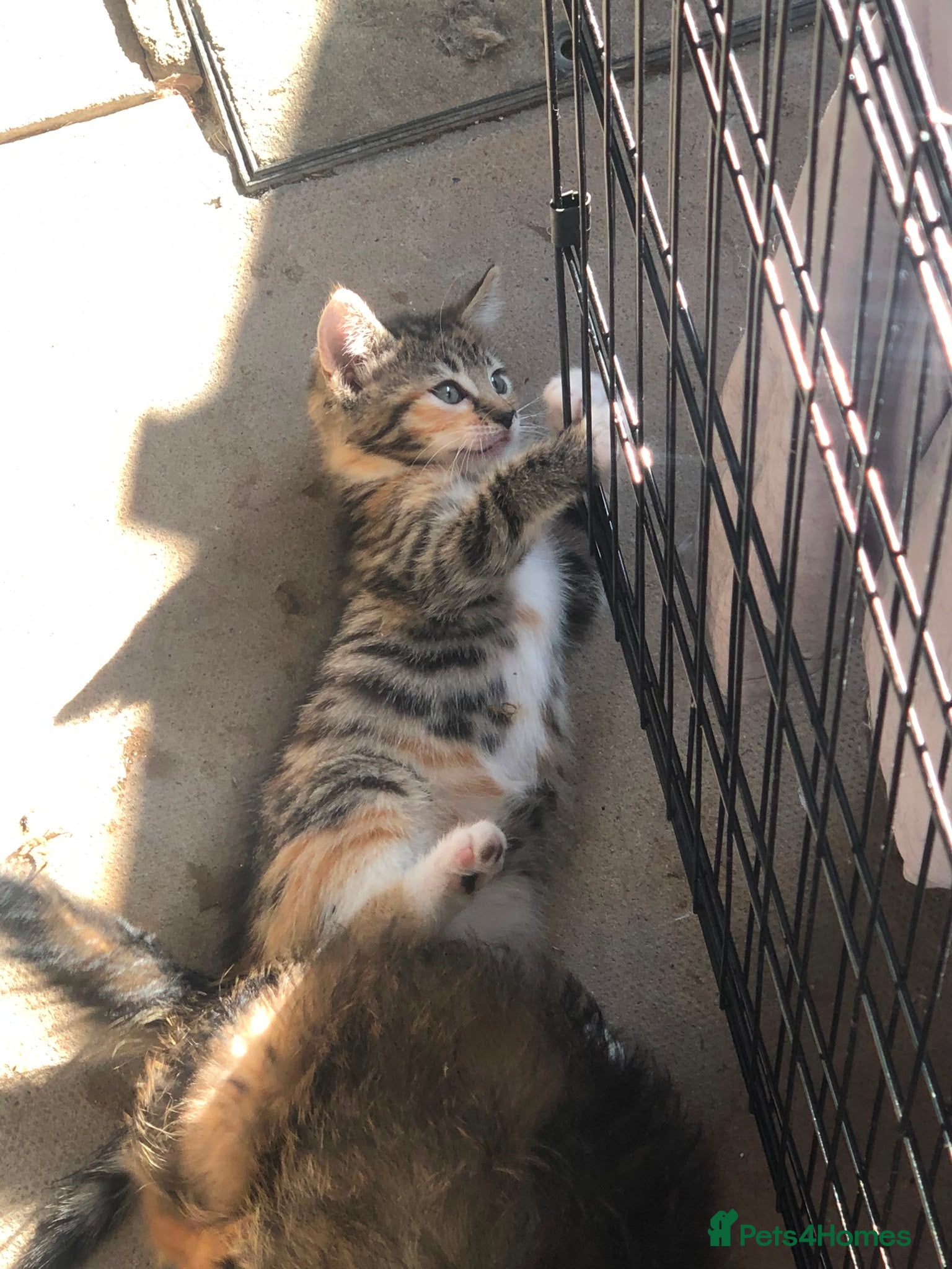 Mixed Breed cats Beautiful Bengal Kittens Looking for Forever Homes - Advert 7