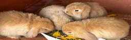 Mini Lop rabbits for sale: x3 Mini lop bunnies  - Advert 4