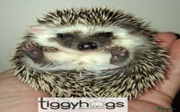 Pygmy Hedgehog rodents for sale: Handsome boys available-new pics added 5/8 - Image 6