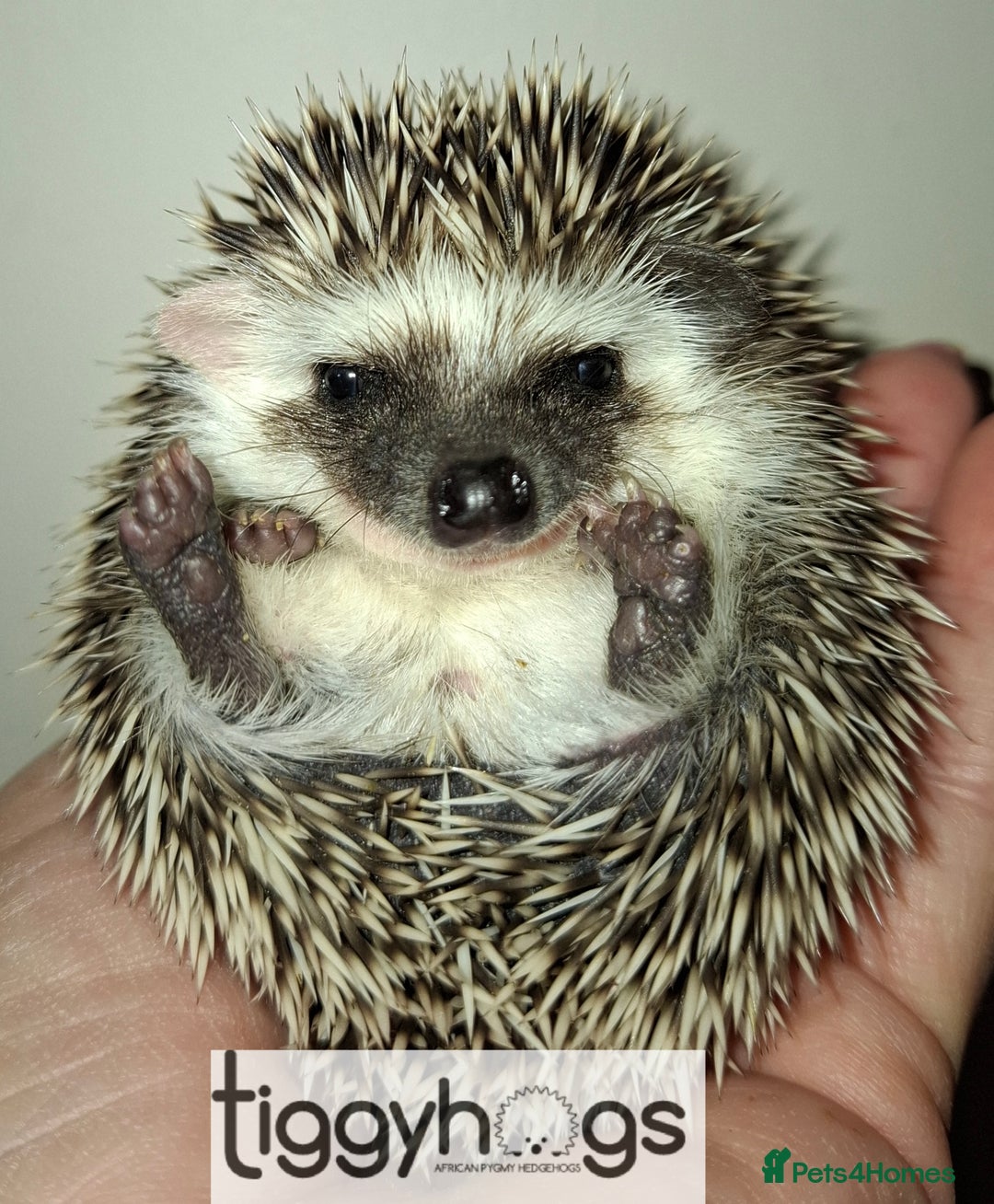 Pygmy Hedgehog rodents for sale: Handsome boys available-new pics added 5/8 - Image 6