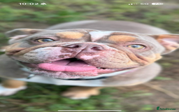 English Bulldog dogs for sale: Beautiful Female English Bulldog for sale  - Advert 8