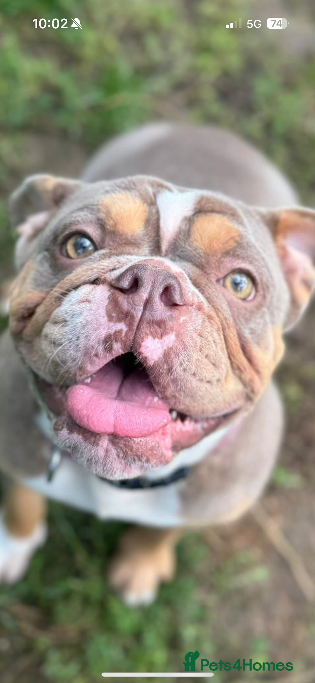 English Bulldog dogs for sale: Beautiful Female English Bulldog for sale  - Advert 8