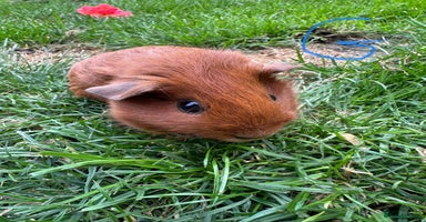 Guinea Pig rodents - Advert 16