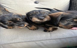 Dachshund dogs for sale: Wirey dachshund/ teckels - Image 1