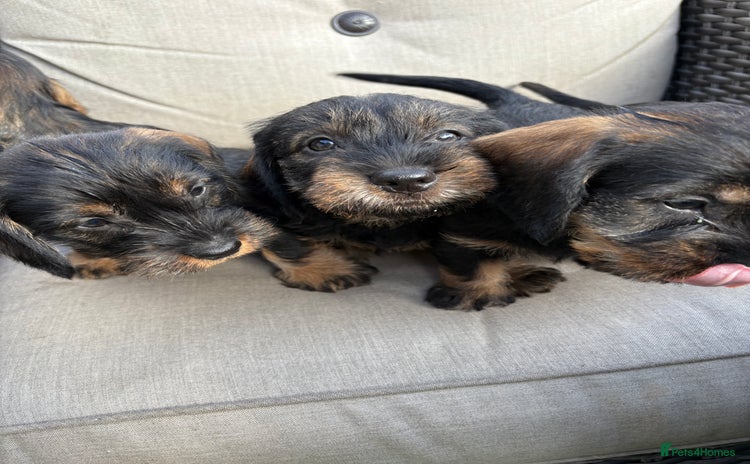 Dachshund dogs - Advert 11