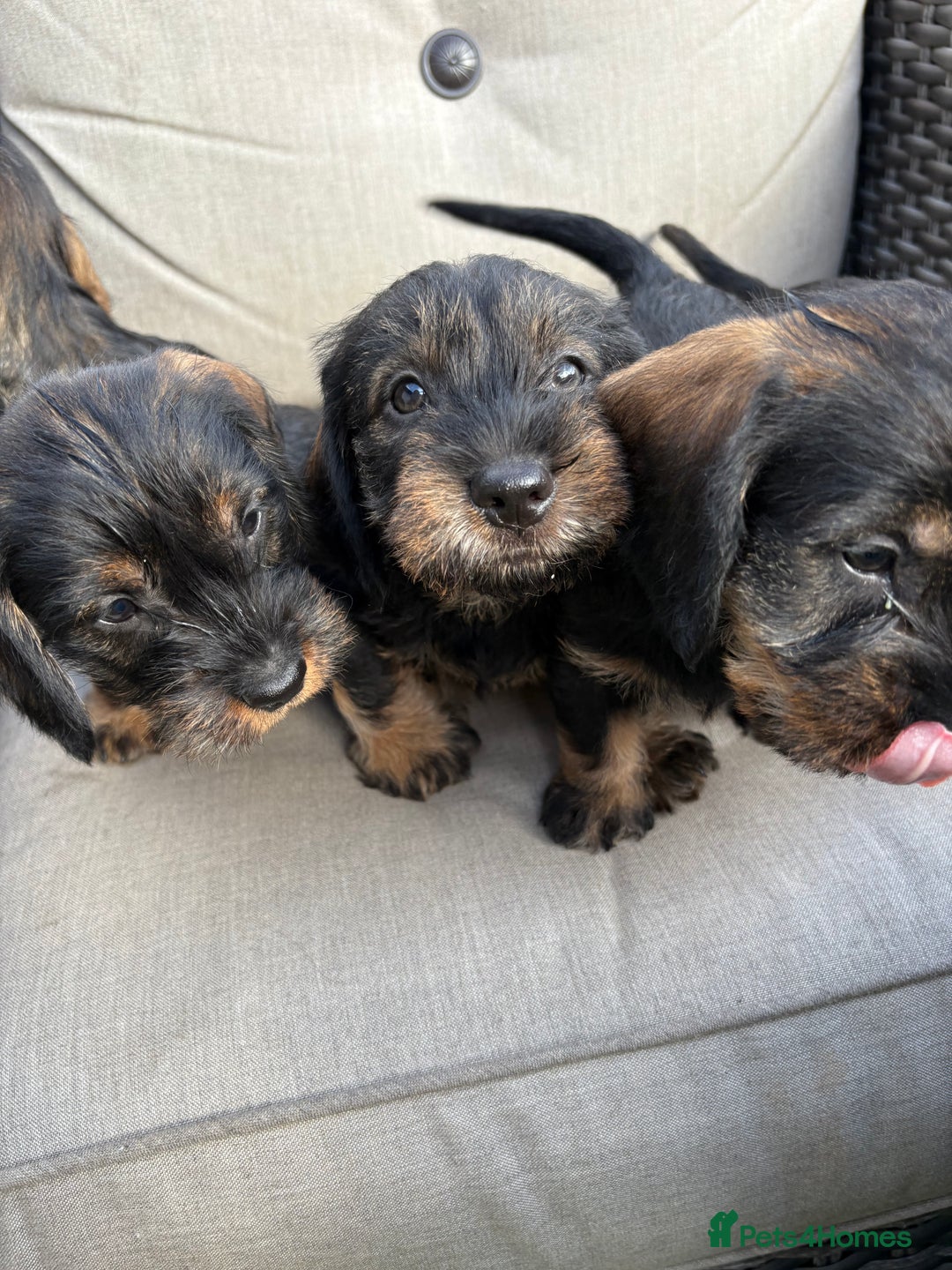 Dachshund dogs for sale: Wirey dachshund/ teckels - Image 1