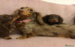 Miniature Dachshund dogs for sale: Miniature longhaired dachshund puppies ready now - Image 3