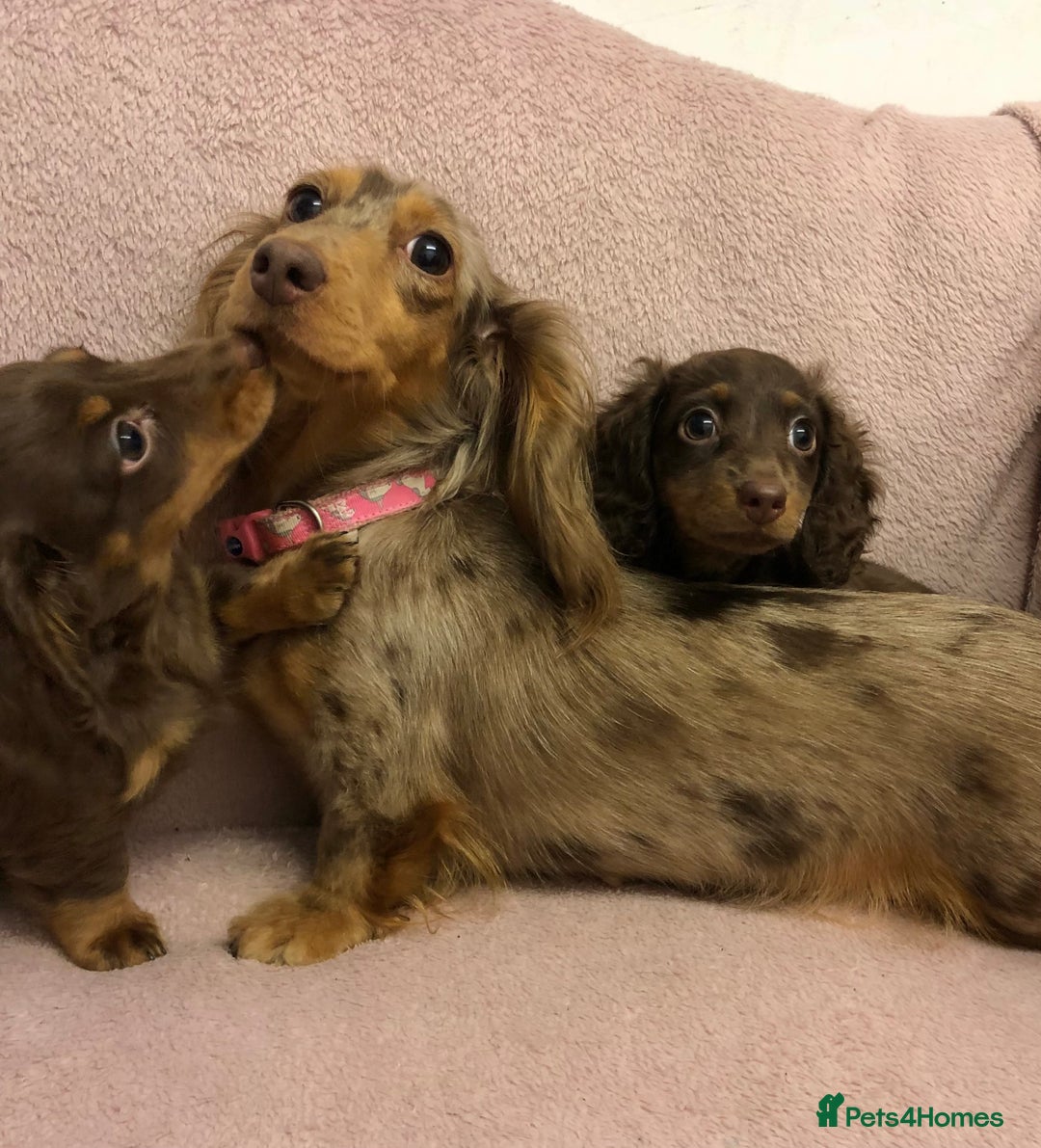 Miniature Dachshund dogs for sale: Miniature longhaired dachshund puppies ready now - Image 3