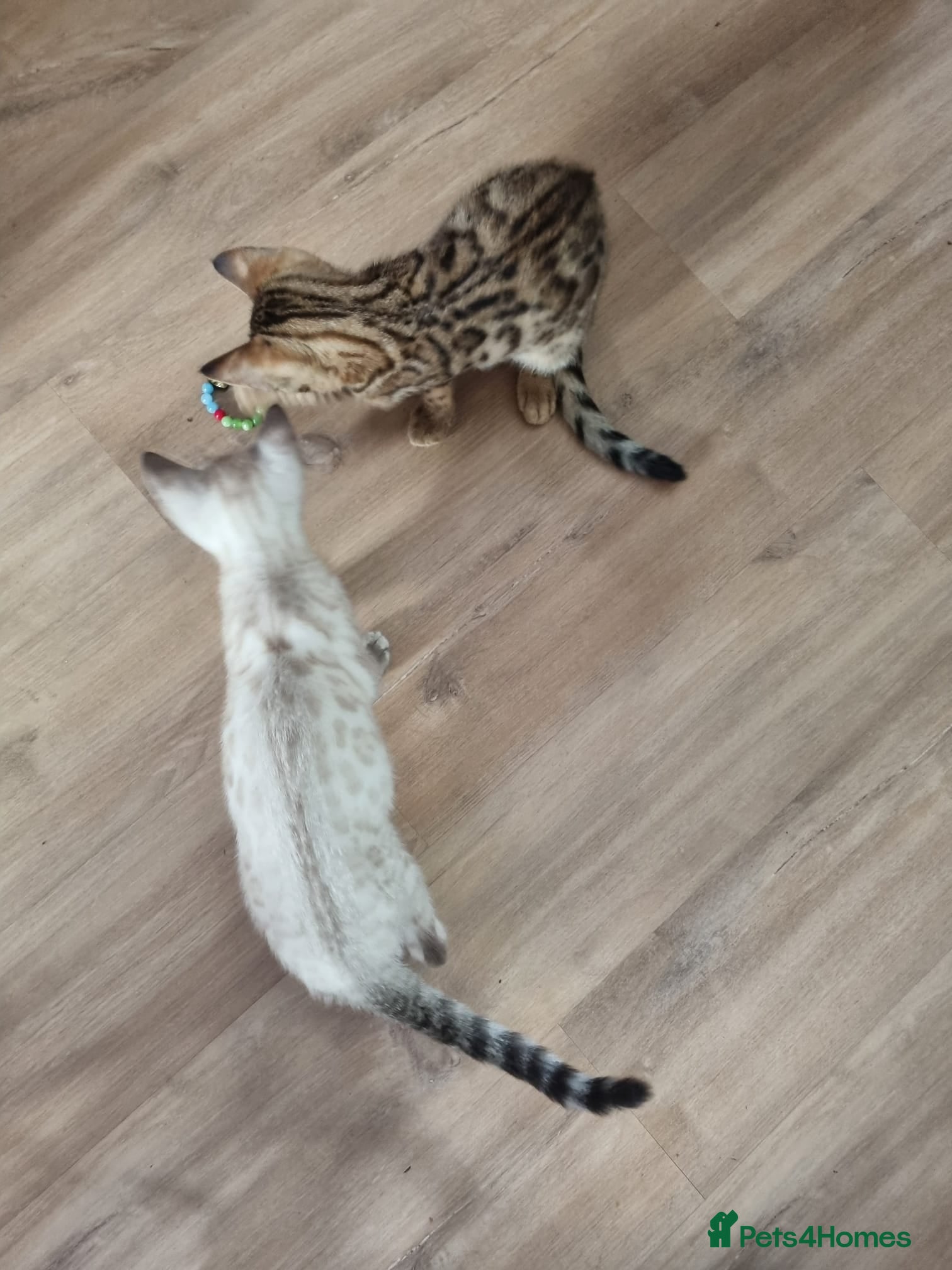 Bengal cats Pedigree Bengal kittens - Advert 1
