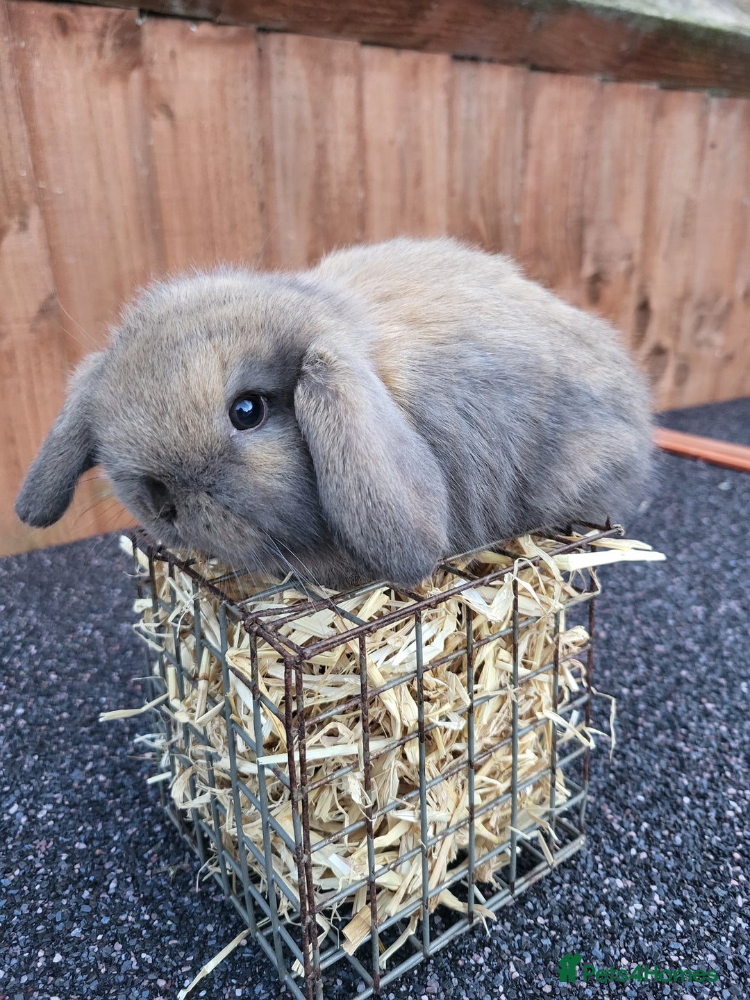 Mini Lop rabbits for sale: Mini lops 2 litters 2 + 5 - Image 12