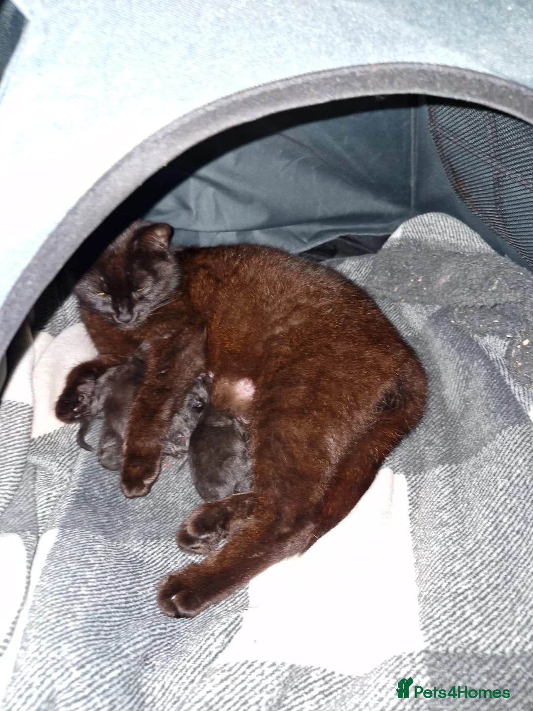 Mixed Breed cats for sale: 2 female kittens for sale - Advert 6