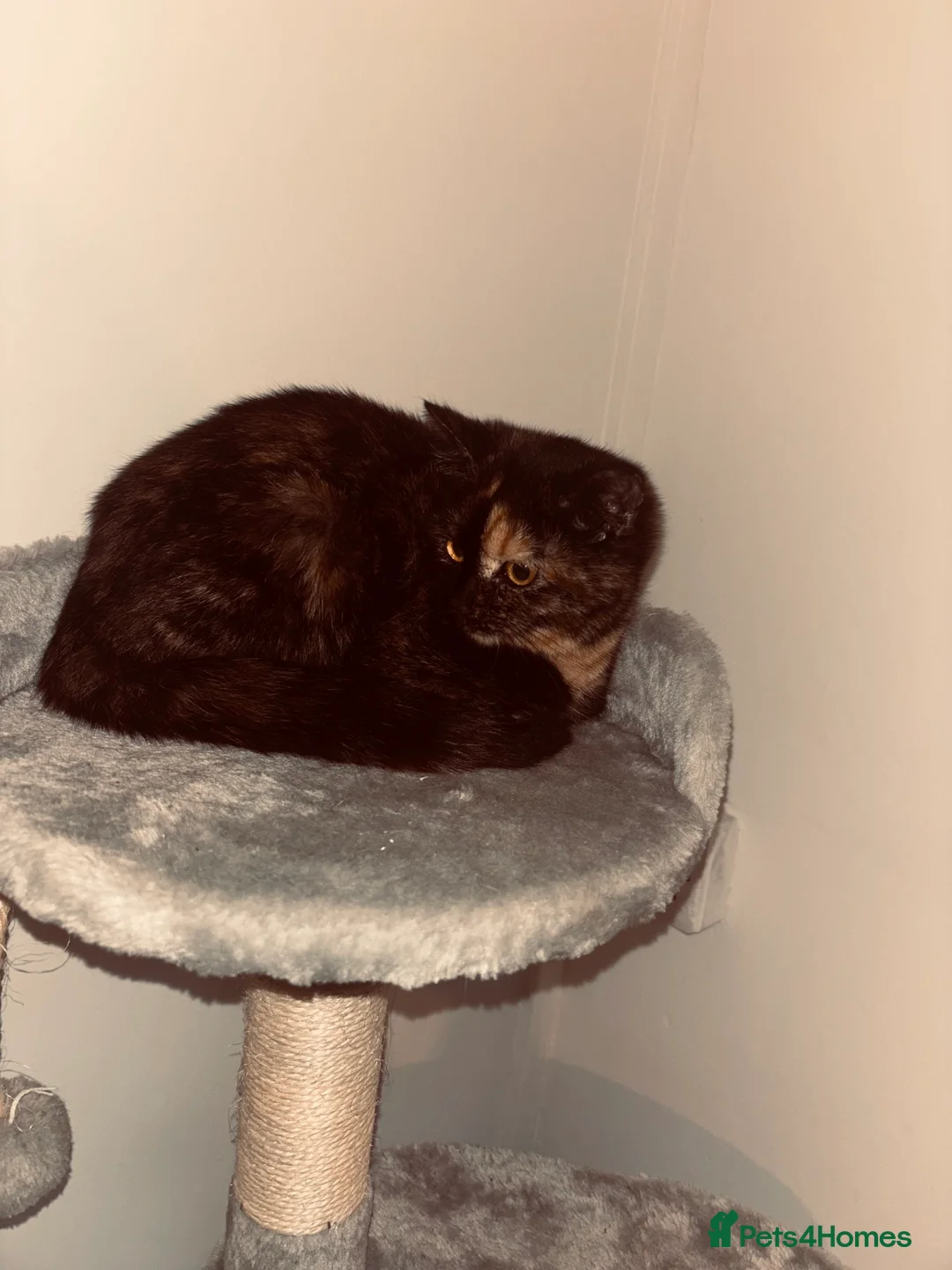 Mixed Breed cats for sale: Free  - Advert 4