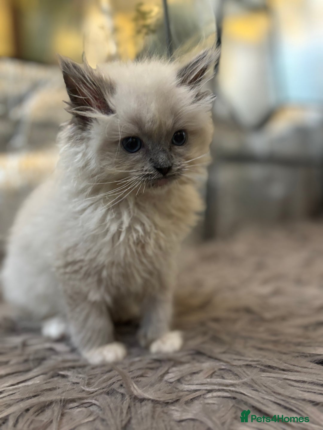 Ragdoll cats for sale: Beautiful ragdoll READY NOW - Advert 5