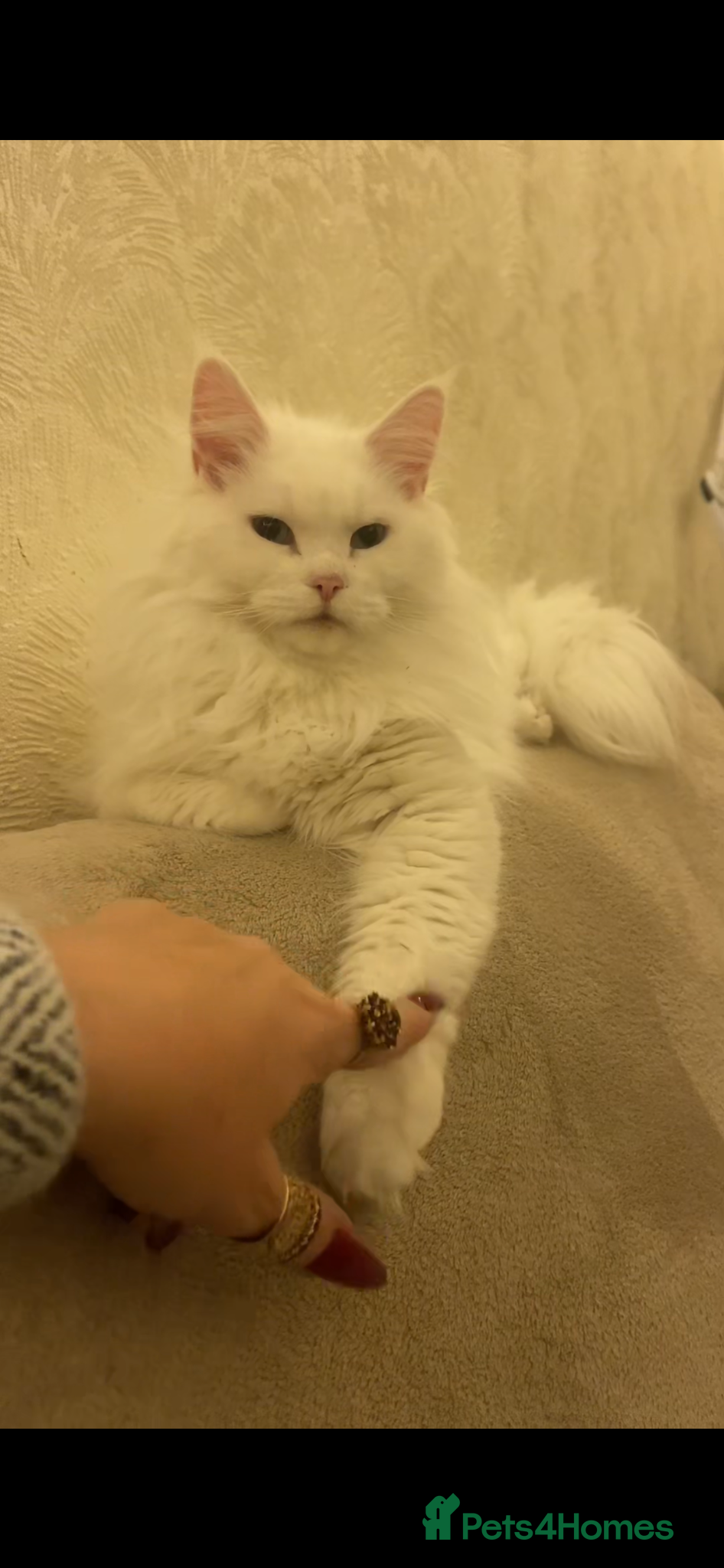 Maine Coon cats for sale: Maine Coon boy - Advert 21