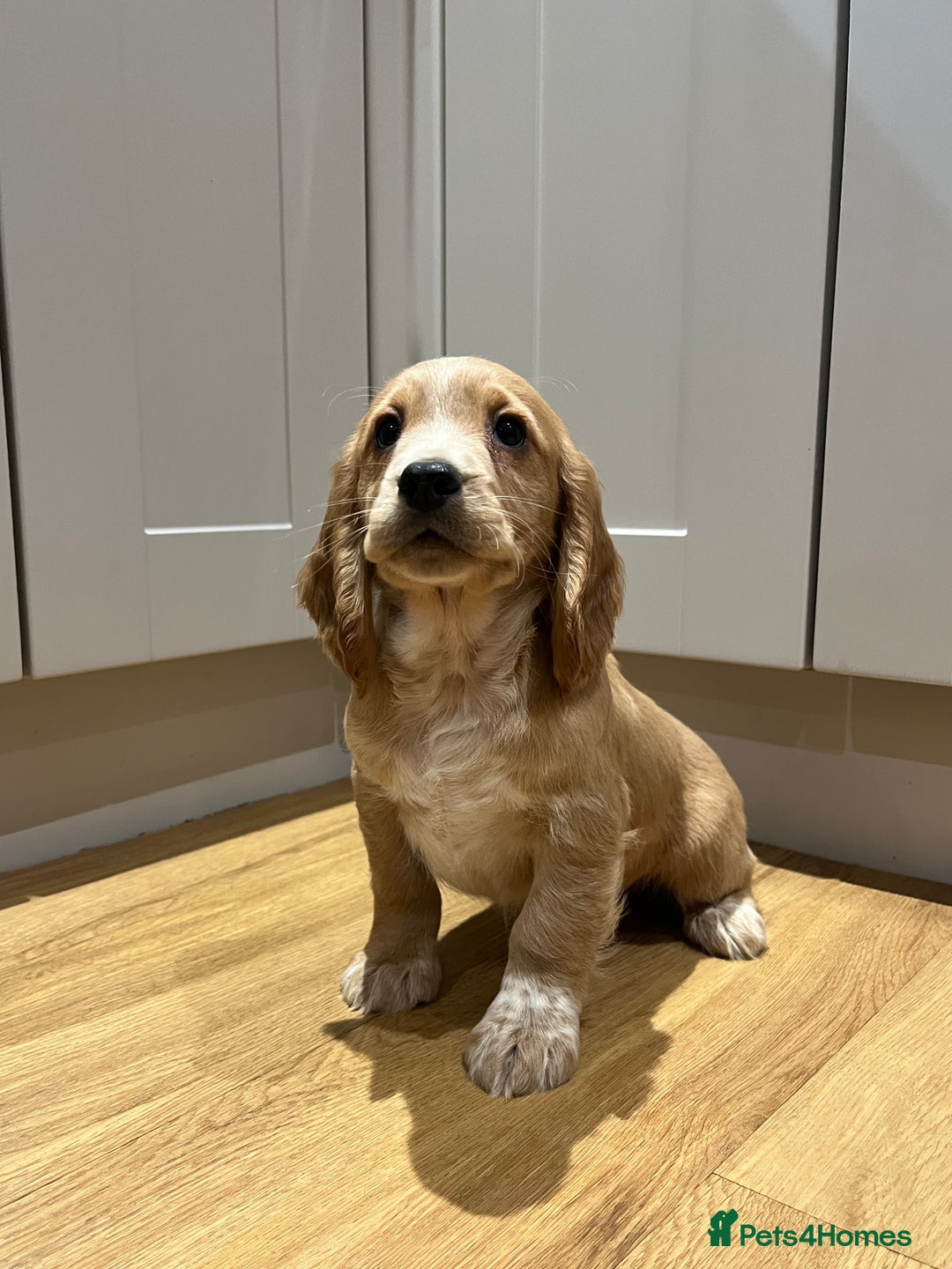 Cocker Spaniel dogs for sale: KC COCKER SPANIEL PUPPIES  - Advert 4
