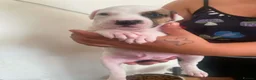 Staffordshire Bull Terrier dogs for sale: Adorable Puppies Staffordshire Bull Terrier - Advert 5