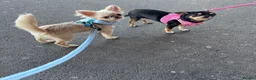 Chihuahua dogs for sale: Beautiful chihuahua girl smooth coat  - Advert 2