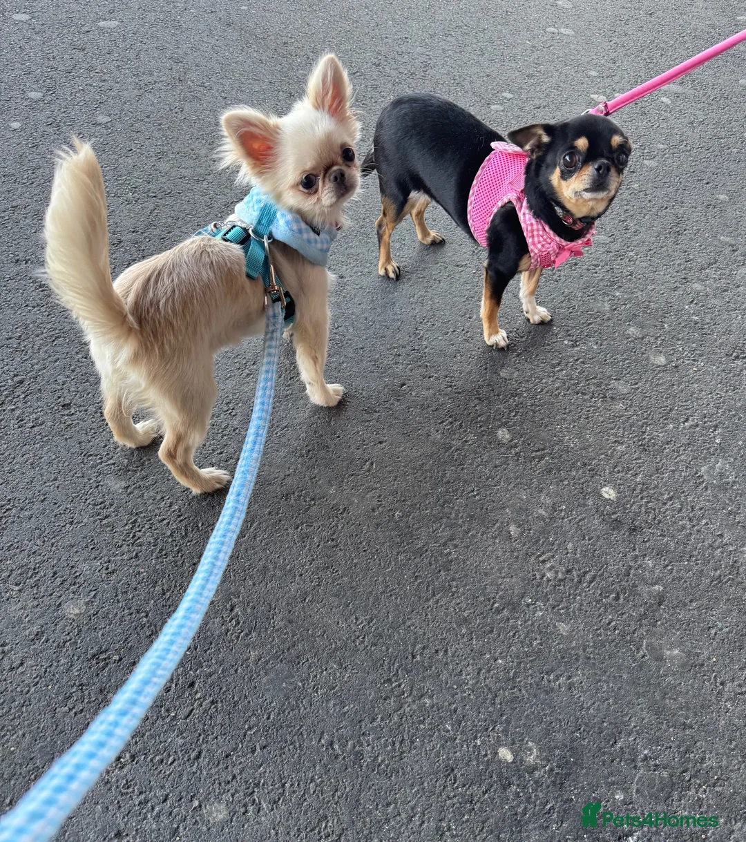 Chihuahua dogs for sale: Beautiful chihuahua girl smooth coat  - Advert 2