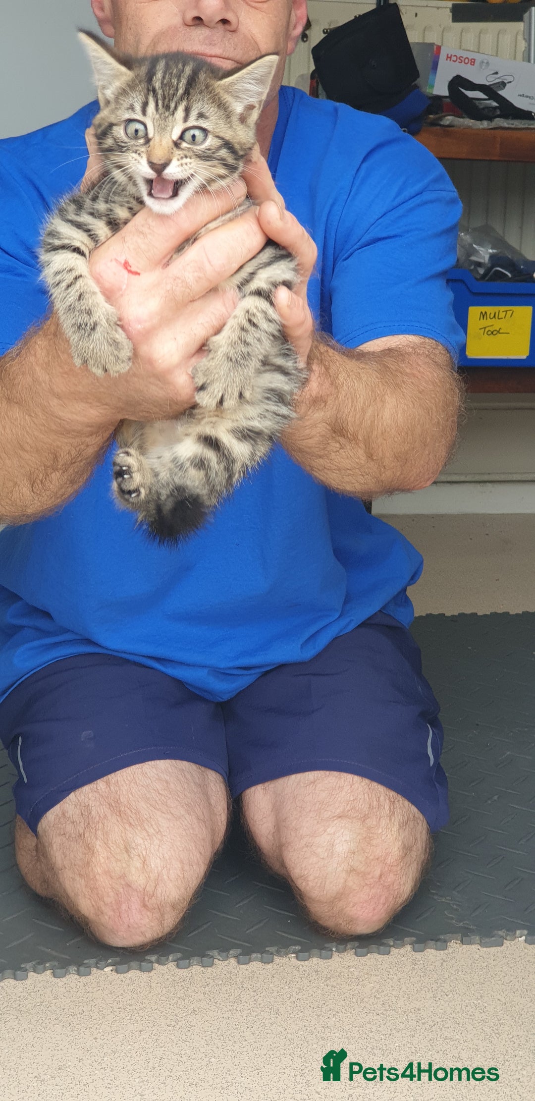 Bengal cats for sale: Bengal spotted leopard kittens 2 left now  - Image 3