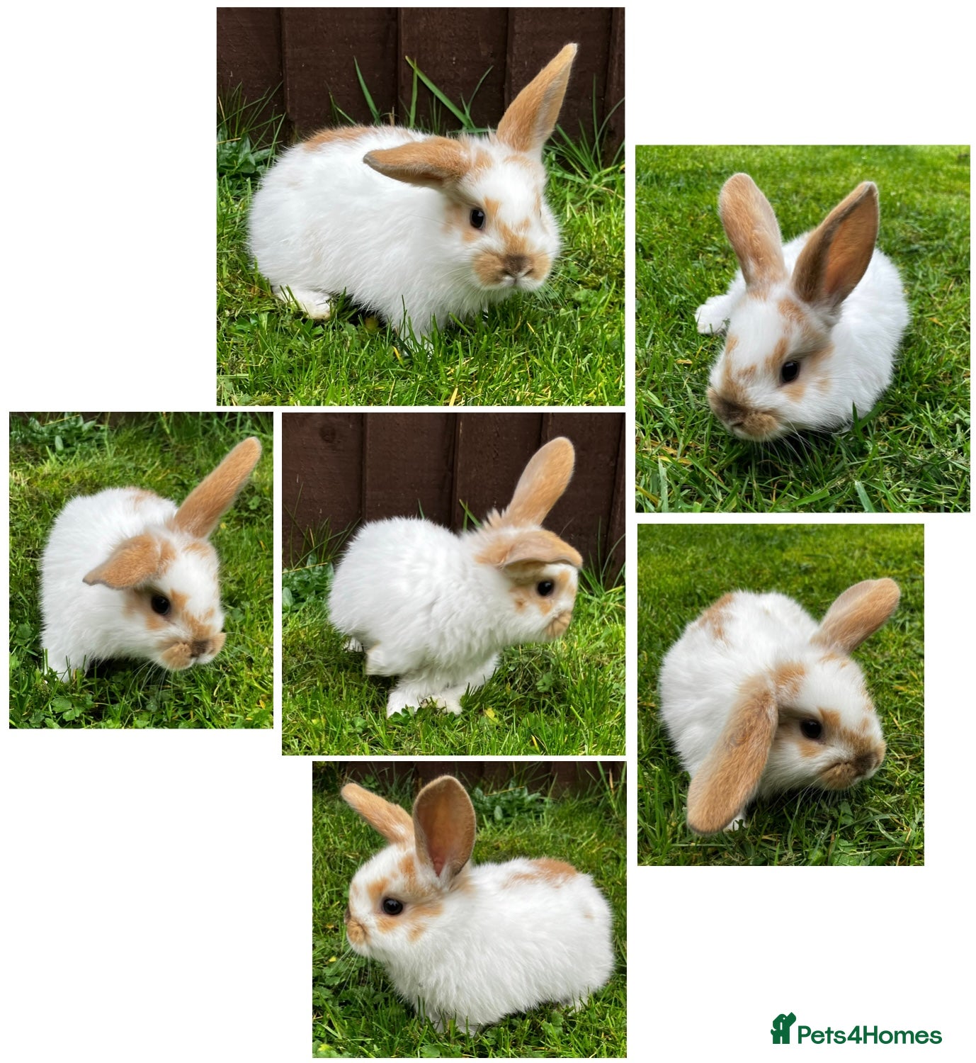 Dwarf Lop rabbits Nine Baby Dwarf Lops - Advert 1