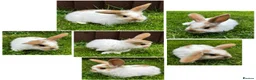 Dwarf Lop rabbits for sale: Nine Baby Dwarf Lops - Advert 1