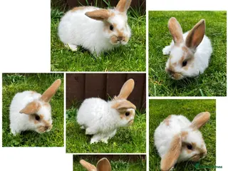 Dwarf Lop rabbits Nine Baby Dwarf Lops - Advert 1