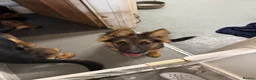 German Shepherd dogs for sale: German Shepherd Puppy For Sale - Advert 3