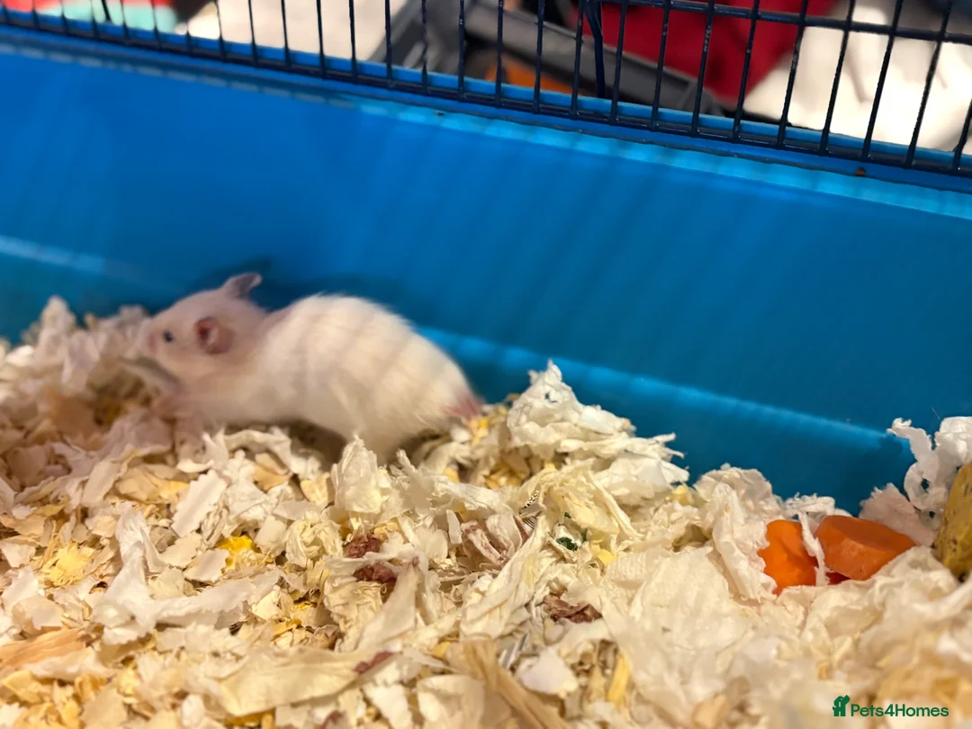 Hamster rodents for sale: Baby hamsters for sale - Advert 3