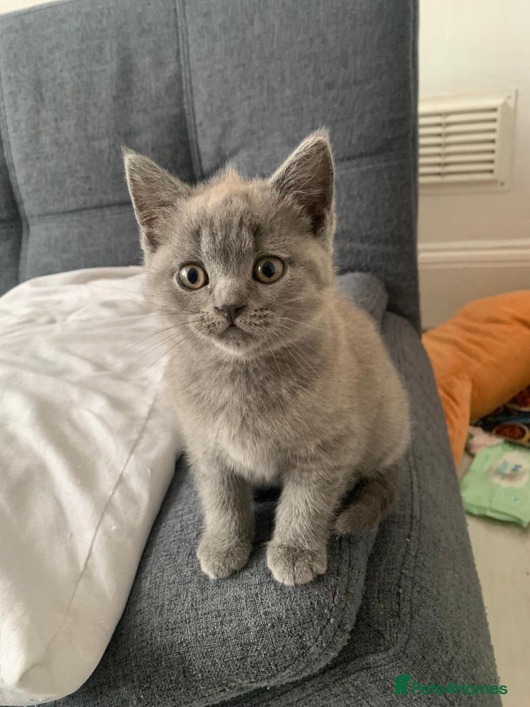 British Shorthair cats for sale: ONLY ONE FEMALE BRITISH SHORTHAIR LEFT - Image 21