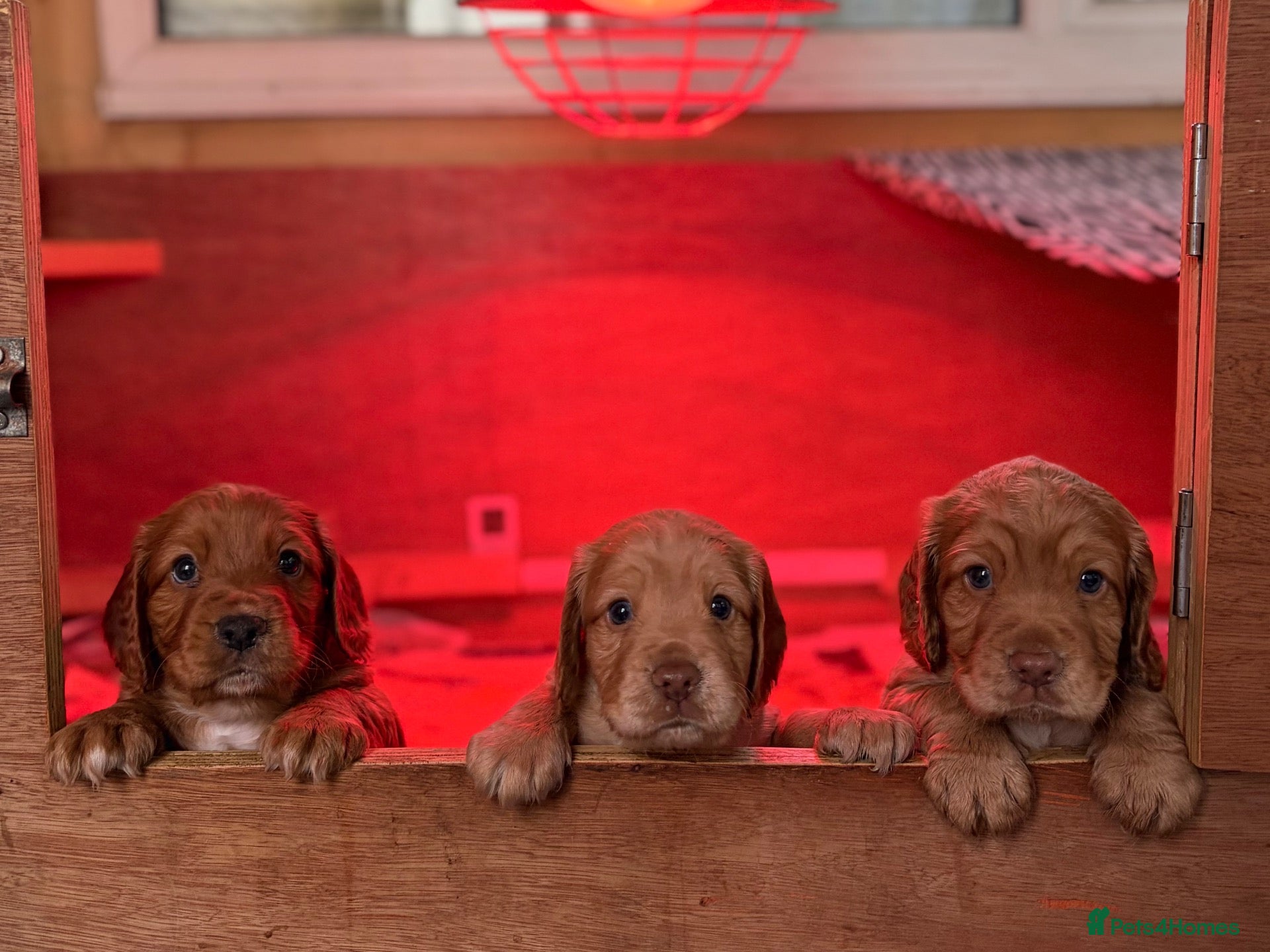 Cocker Spaniel dogs Kc reg golden Cocker puppies for sale - Advert 1